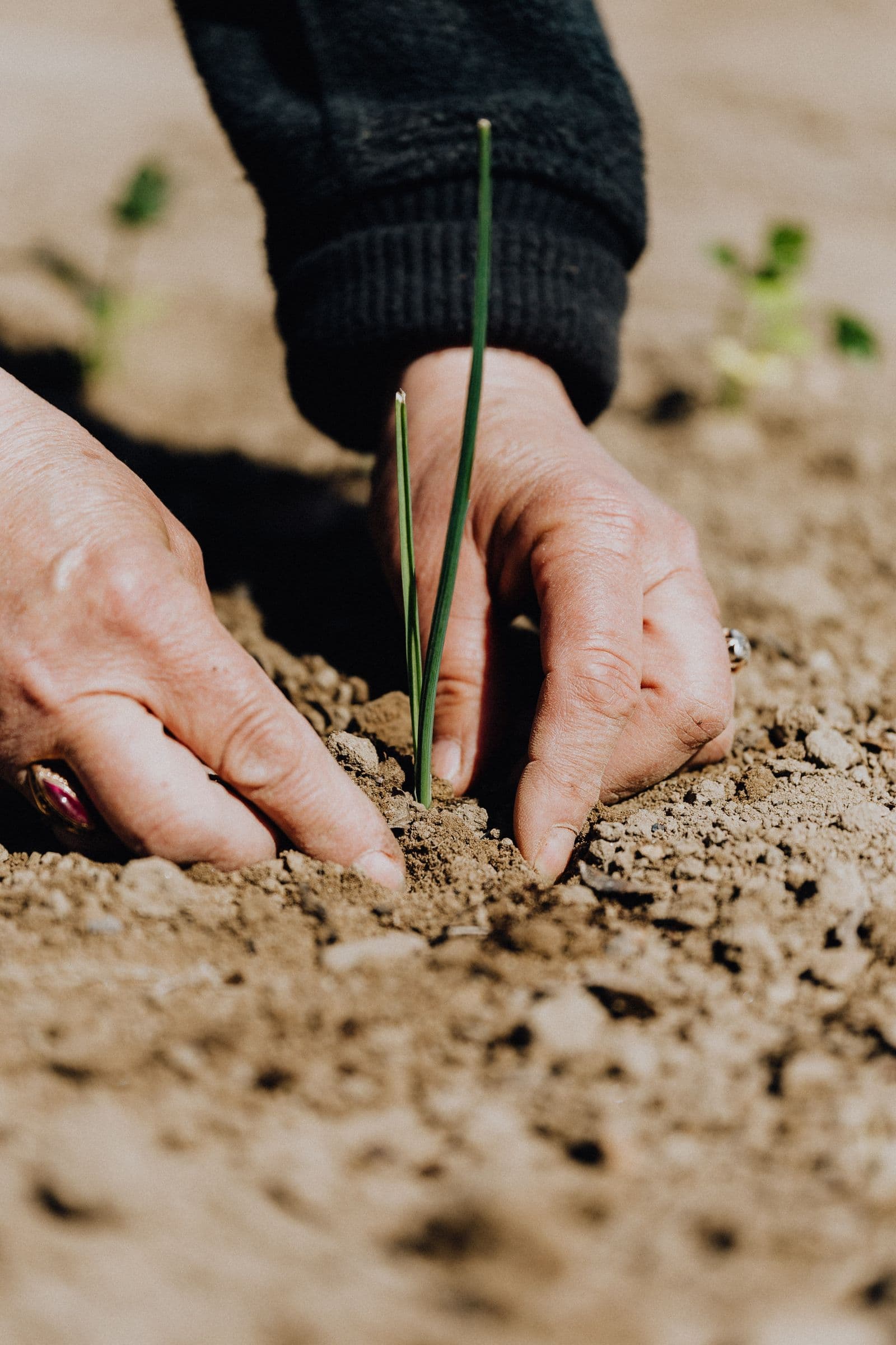Hands planting a young seedling in fresh soil